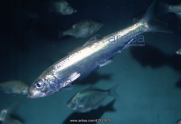 : PACIFIC SARDINE : PACIFIC SARDINE