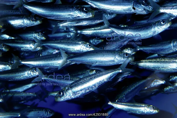  : PACIFIC SARDINE - SHOAL