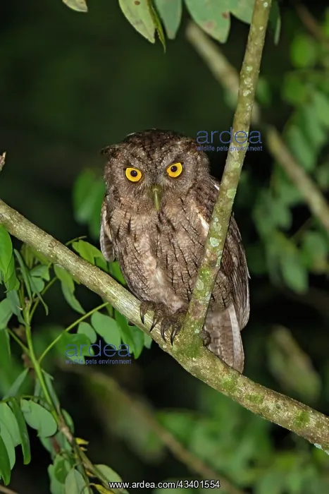 : Pacific Screech-owl perched in forest : Pacific Screech-owl perched in forest