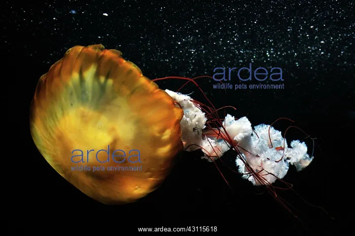 : Pacific Sea Nettle ( Chrysaora fuscescens ), captive : Pacific Sea Nettle ( Chrysaora fuscescens ), captive