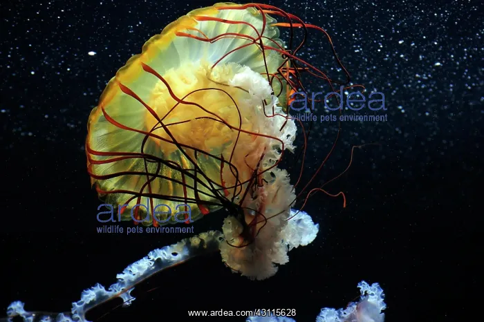 : Pacific Sea Nettle (Chrysaora fuscescens), Aquarium : Pacific Sea Nettle (Chrysaora fuscescens), Aquarium