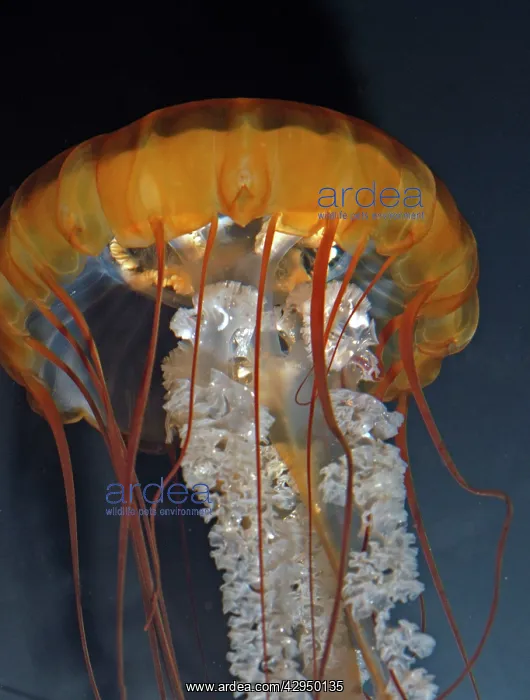 : Pacific Sea Nettle Jellyfish : Pacific Sea Nettle Jellyfish
