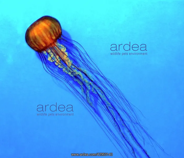 : Pacific Sea Nettle Jellyfish : Pacific Sea Nettle Jellyfish