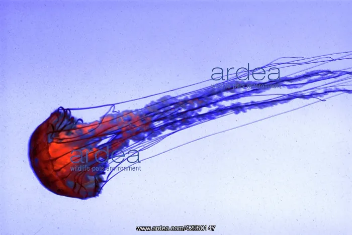 : Pacific Sea Nettle Jellyfish : Pacific Sea Nettle Jellyfish