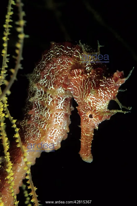 : Pacific Seahorse - Vulnerable IUCN Galapagos Islands UNESCO : Pacific Seahorse - Vulnerable IUCN Galapagos Islands UNESCO