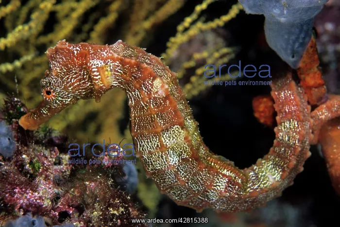 : Pacific Seahorse - Vulnerable IUCN Galapagos Islands UNESCO : Pacific Seahorse - Vulnerable IUCN Galapagos Islands UNESCO