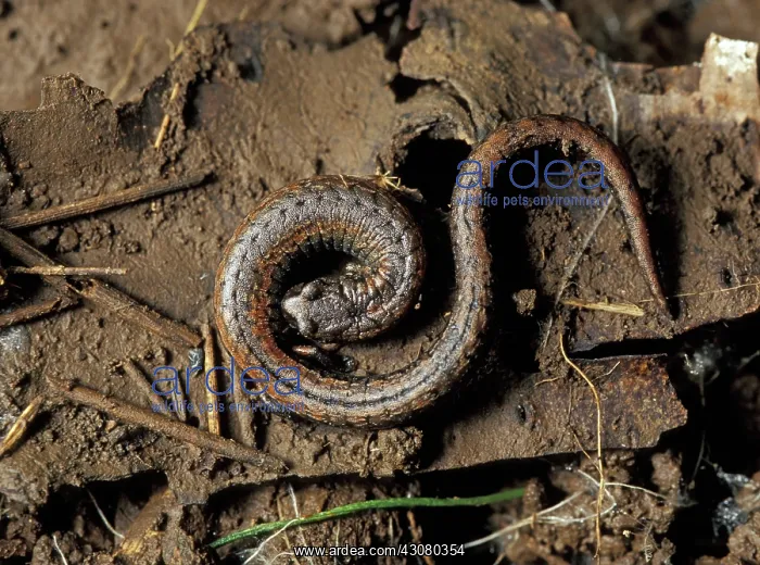 : Pacific Slender Salamander : Pacific Slender Salamander