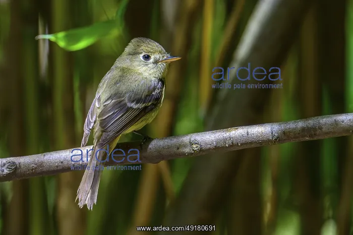: A Pacific Slope flycatcher (Empidonax difficilis) perched on a tree branch : A Pacific Slope flycatcher (Empidonax difficilis) perched on a tree branch