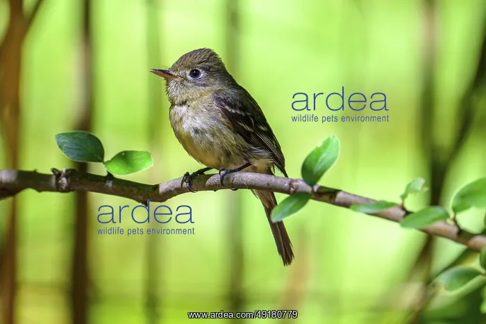 : A Pacific Slope Flycatcher (Empidonax difficilis) perched on a tree branch : A Pacific Slope Flycatcher (Empidonax difficilis) perched on a tree branch