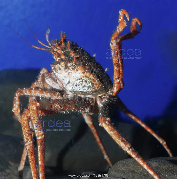 : Pacific Spider Crab, Japanese waters : Pacific Spider Crab, Japanese waters