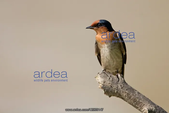 : Pacific Swallow : Pacific Swallow