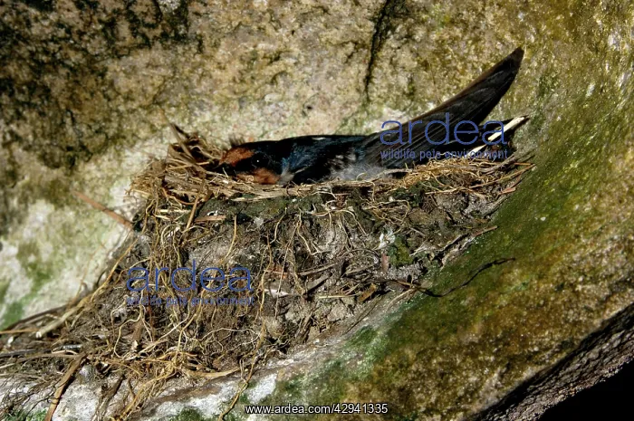 : Pacific Swallow (adult) in its nest, built in a : Pacific Swallow (adult) in its nest, built in a