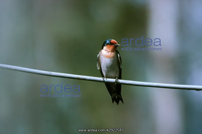 : Pacific Swallow - Perched on branch : Pacific Swallow - Perched on branch