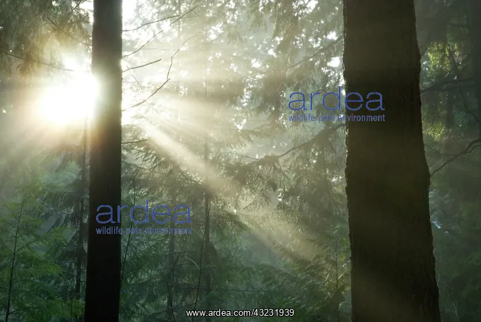 : Pacific temperate rainforest, Stanley Park : Pacific temperate rainforest, Stanley Park