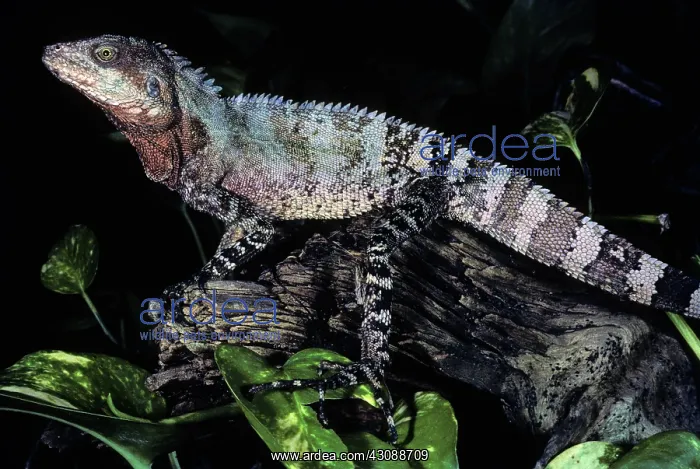 : Pacific Tree Dragon (Hypsilurus godeffroyi) : Pacific Tree Dragon (Hypsilurus godeffroyi)