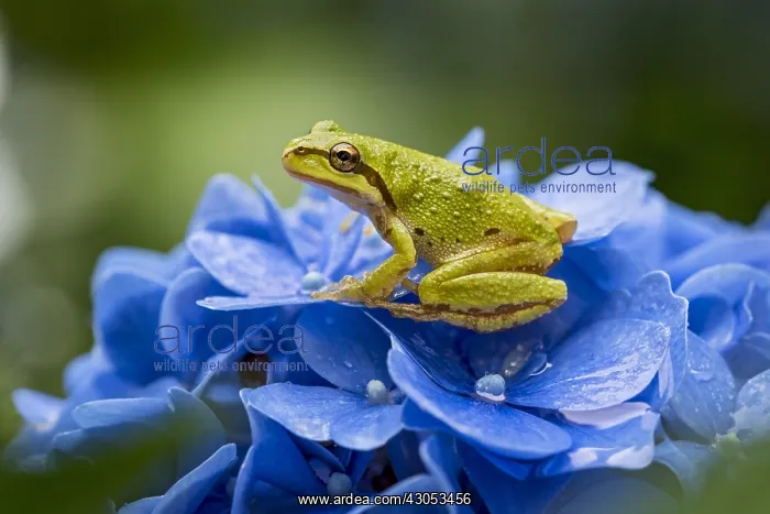 : Pacific tree frog (Pseudacris regilla), also known : Pacific tree frog (Pseudacris regilla), also known