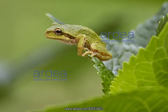 : Pacific tree frog (Pseudacris regilla), also known : Pacific tree frog (Pseudacris regilla), also known