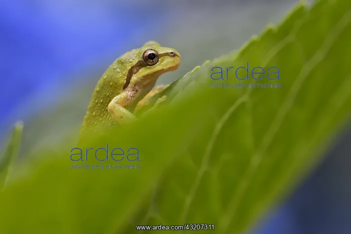 : Pacific tree frog (Pseudacris regilla), also known : Pacific tree frog (Pseudacris regilla), also known