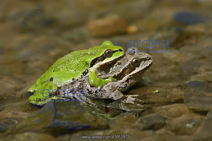 : Pacific tree frogs (Pseudacris regilla), also known : Pacific tree frogs (Pseudacris regilla), also known