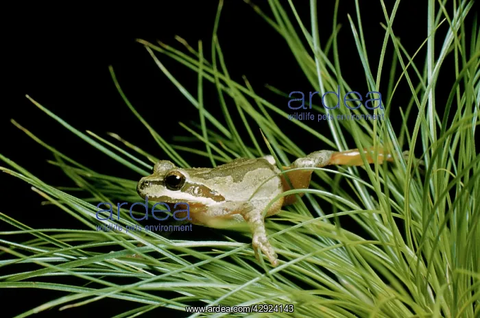 : Pacific Tree / Pacific Chorus TREEFROG : Pacific Tree / Pacific Chorus TREEFROG