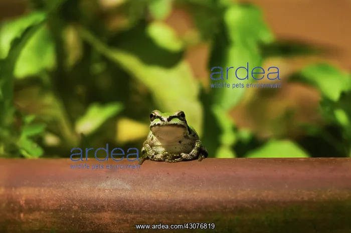 : Pacific Treefrog : Pacific Treefrog
