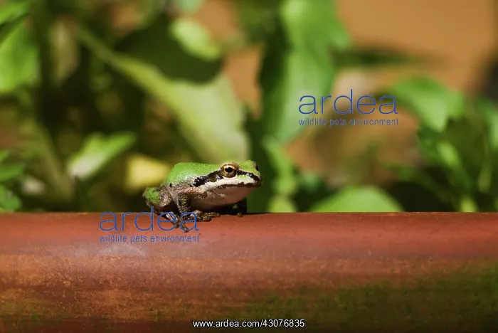 : Pacific Treefrog : Pacific Treefrog