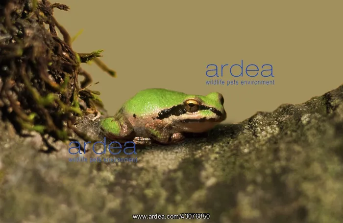 : Pacific Treefrog : Pacific Treefrog
