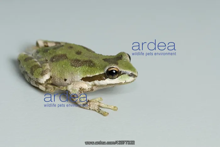 : Pacific treefrog : Pacific treefrog