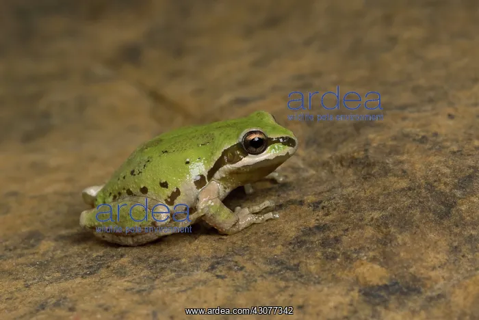 : Pacific treefrog : Pacific treefrog