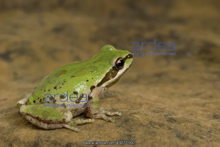 : Pacific treefrog : Pacific treefrog