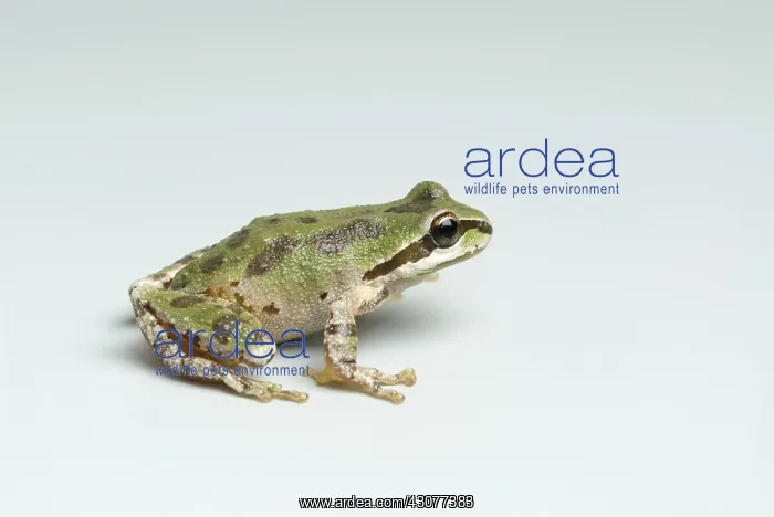 : Pacific treefrog : Pacific treefrog