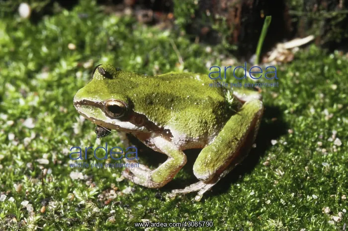 : Pacific Treefrog : Pacific Treefrog