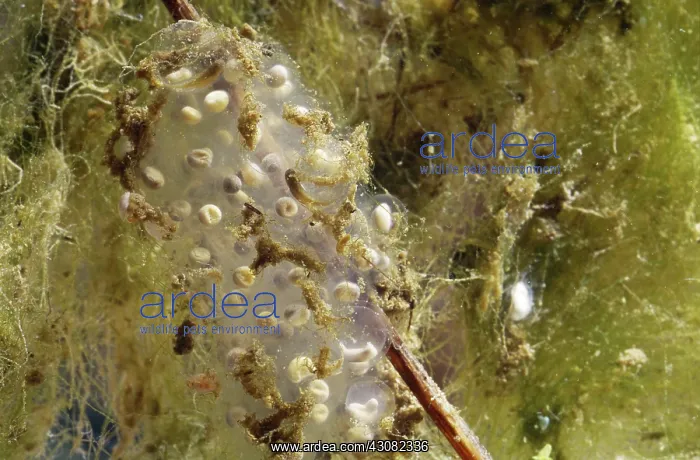 : Pacific Treefrog egg mass (Hyla regilla) : Pacific Treefrog egg mass (Hyla regilla)