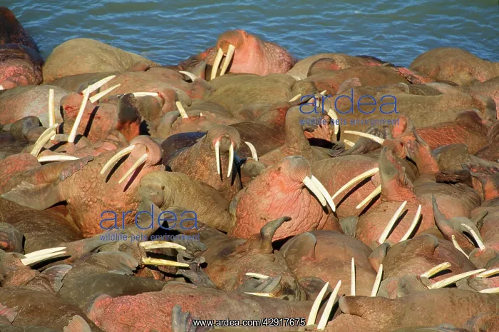 : Pacific Walrus : Pacific Walrus