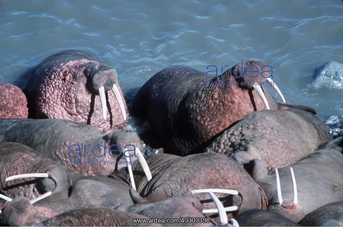 : Pacific WALRUS : Pacific WALRUS
