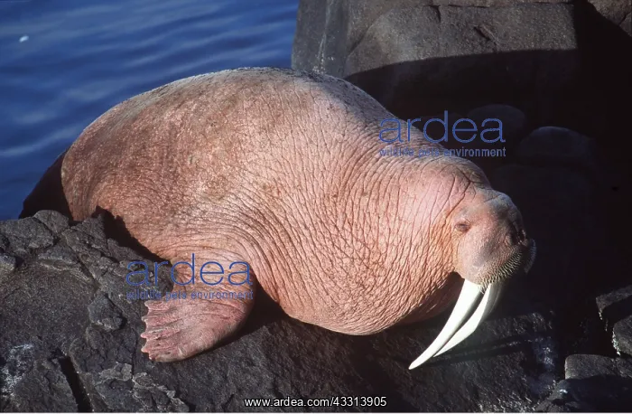 : Pacific Walrus - climbing over rock : Pacific Walrus - climbing over rock
