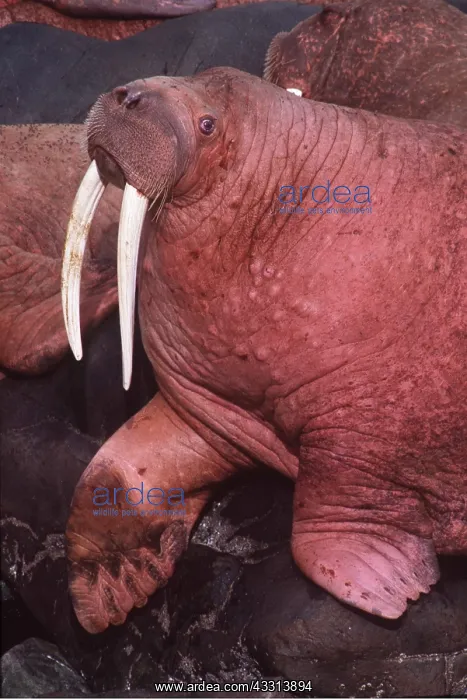 : Pacific Walrus - close-up of head and flippers : Pacific Walrus - close-up of head and flippers