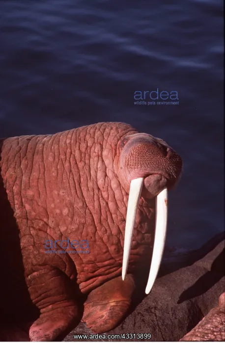 : Pacific Walrus - close-up of head, by water : Pacific Walrus - close-up of head, by water