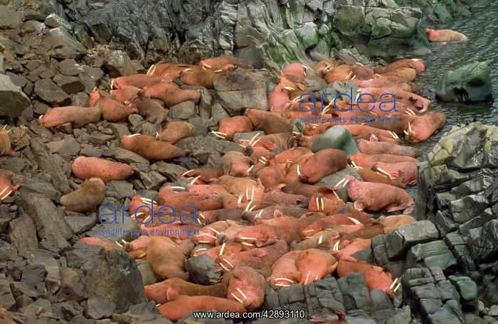 : Pacific Walrus - colony : Pacific Walrus - colony