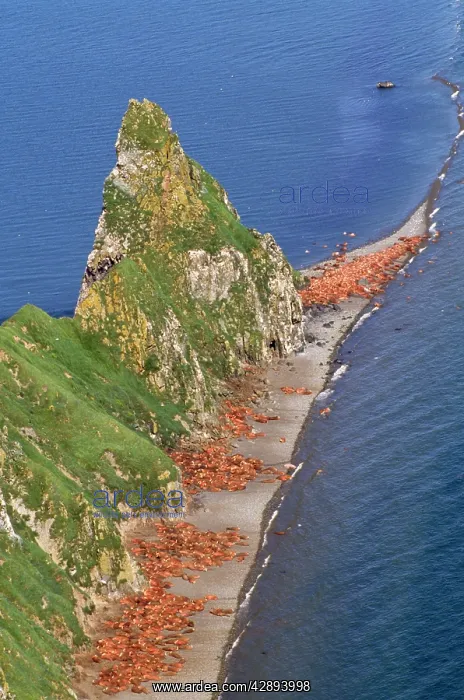 : Pacific Walrus - colony : Pacific Walrus - colony
