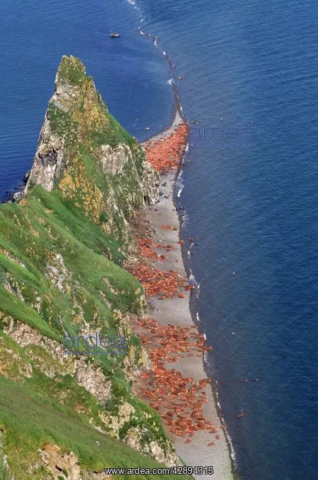: Pacific Walrus - colony : Pacific Walrus - colony
