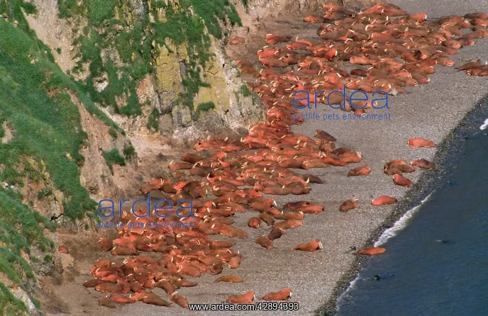 : Pacific Walrus - colony : Pacific Walrus - colony