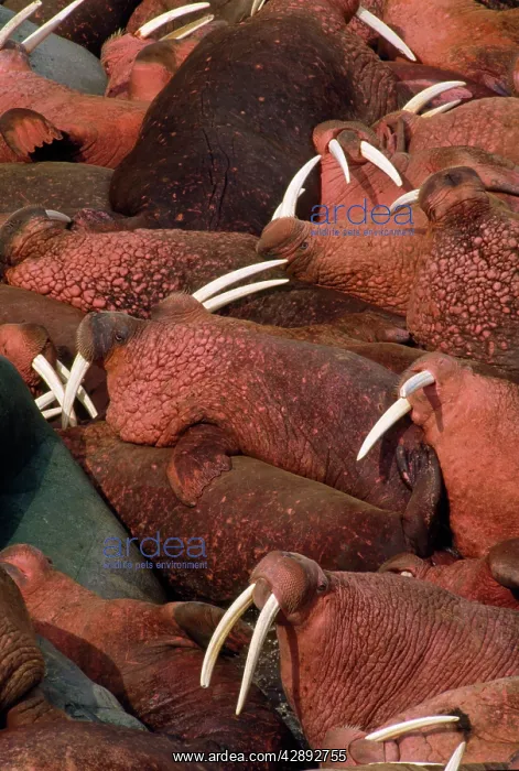 : Pacific Walrus - colony, group resting : Pacific Walrus - colony, group resting