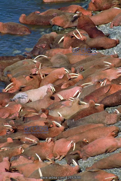 : Pacific Walrus - colony resting on beach : Pacific Walrus - colony resting on beach