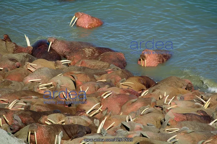 : Pacific WALRUS - group sunbathing, two swimming : Pacific WALRUS - group sunbathing, two swimming