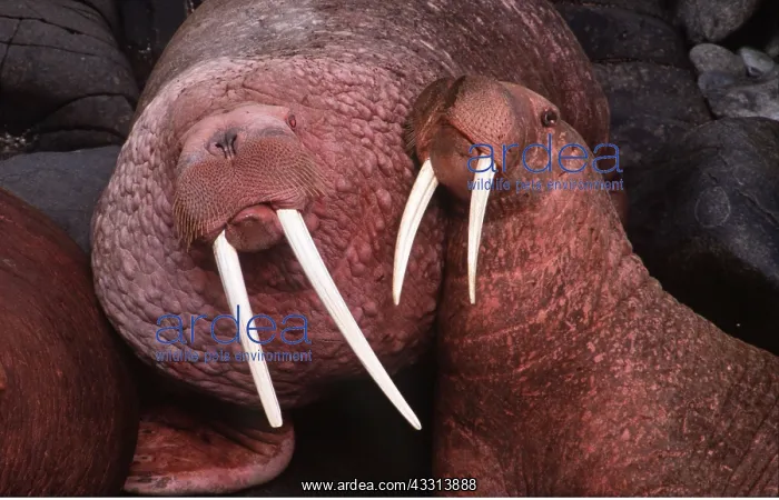 : Pacific Walrus - x two, close-up of heads : Pacific Walrus - x two, close-up of heads