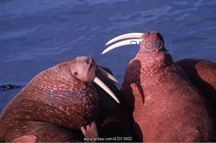 : Pacific Walrus - x two, close-up sparring : Pacific Walrus - x two, close-up sparring