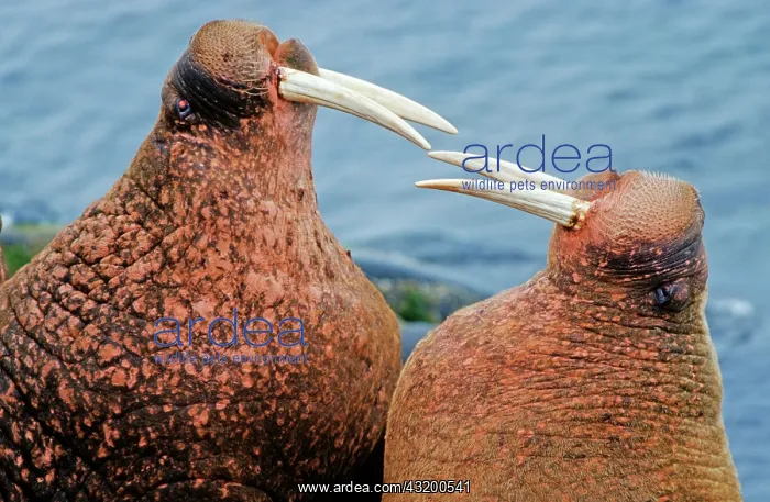 : Pacific walruses (Odobenus rosmarus divergens) standing : Pacific walruses (Odobenus rosmarus divergens) standing