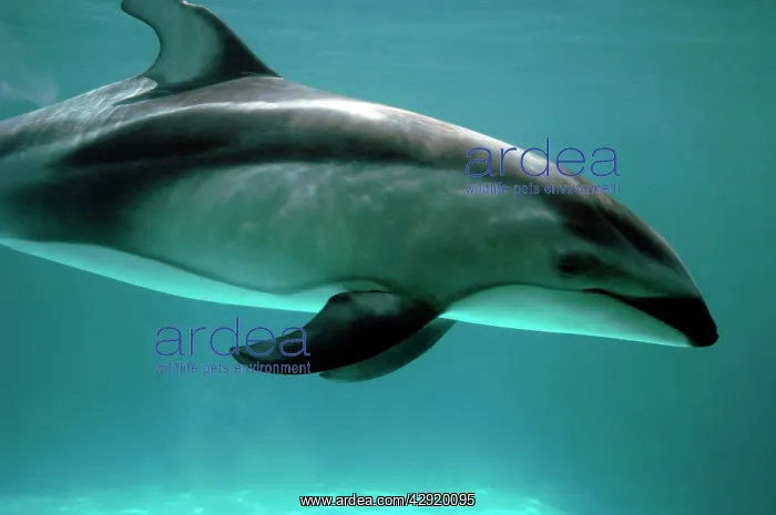 : Pacific White sided Dolphin : Pacific White sided Dolphin
