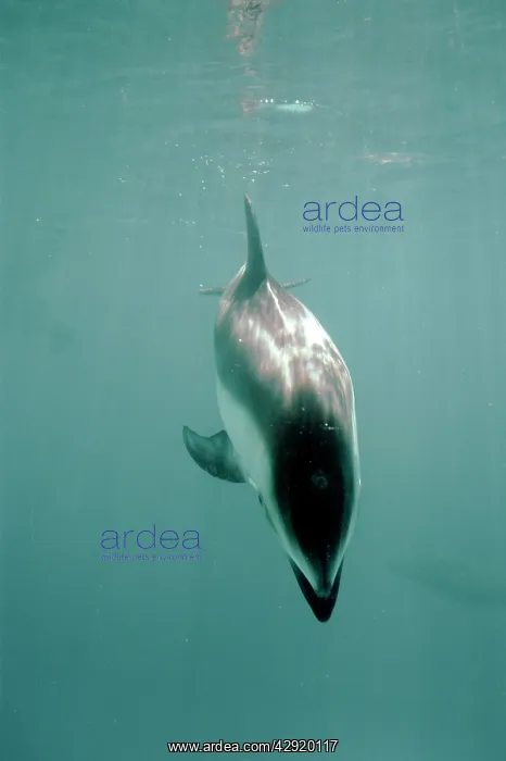 : PACIFIC WHITE-SIDED DOLPHIN : PACIFIC WHITE-SIDED DOLPHIN
